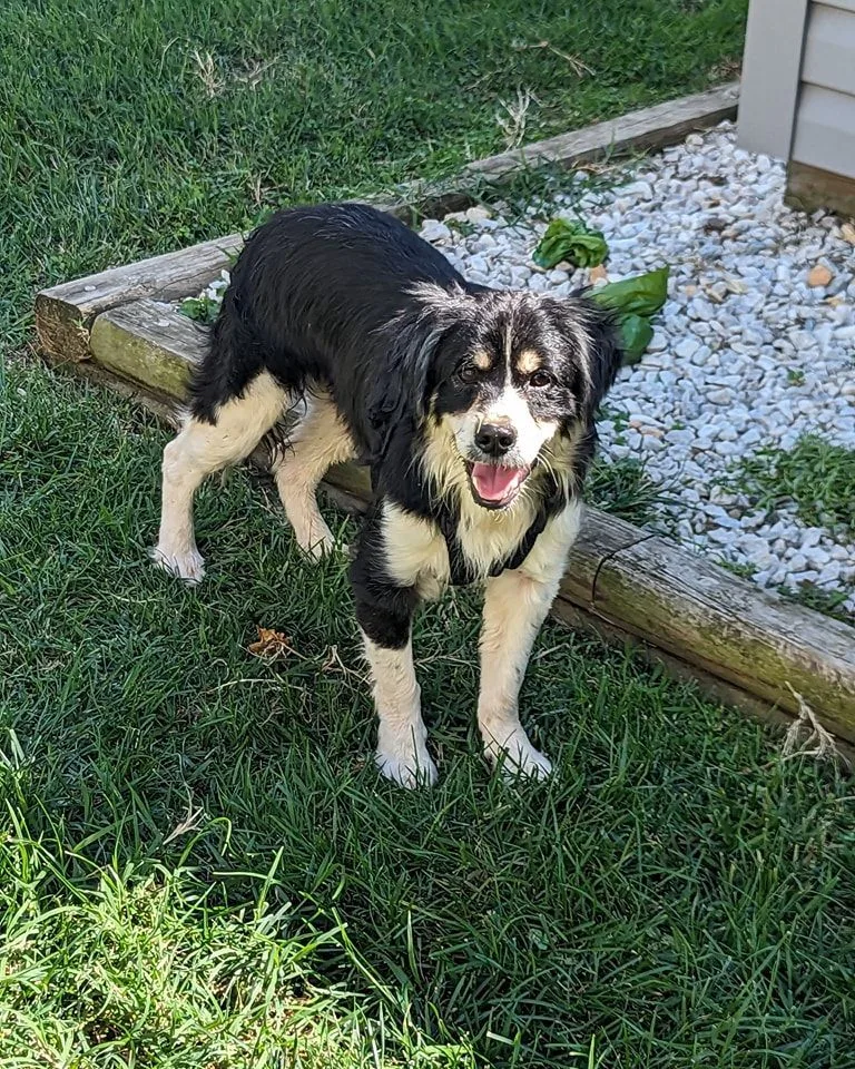 Sir Edward thumbnail 3