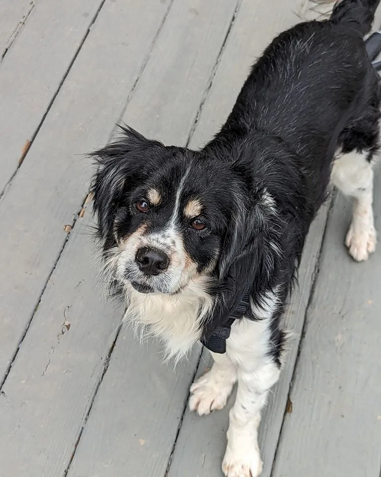 Sir Edward thumbnail 6