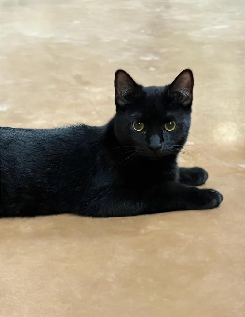 A young medium-sized male Black Domestic Short Hair cat named Mick for adoption in Blasdell, NY