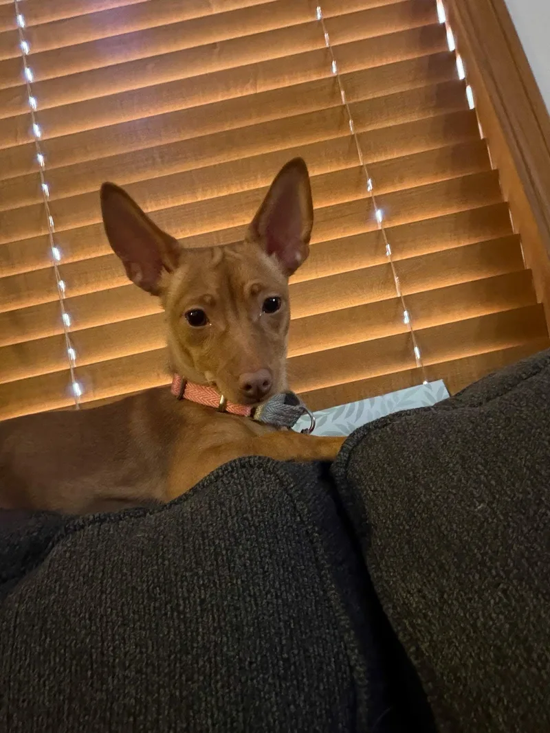 Peaches thumbnail 5