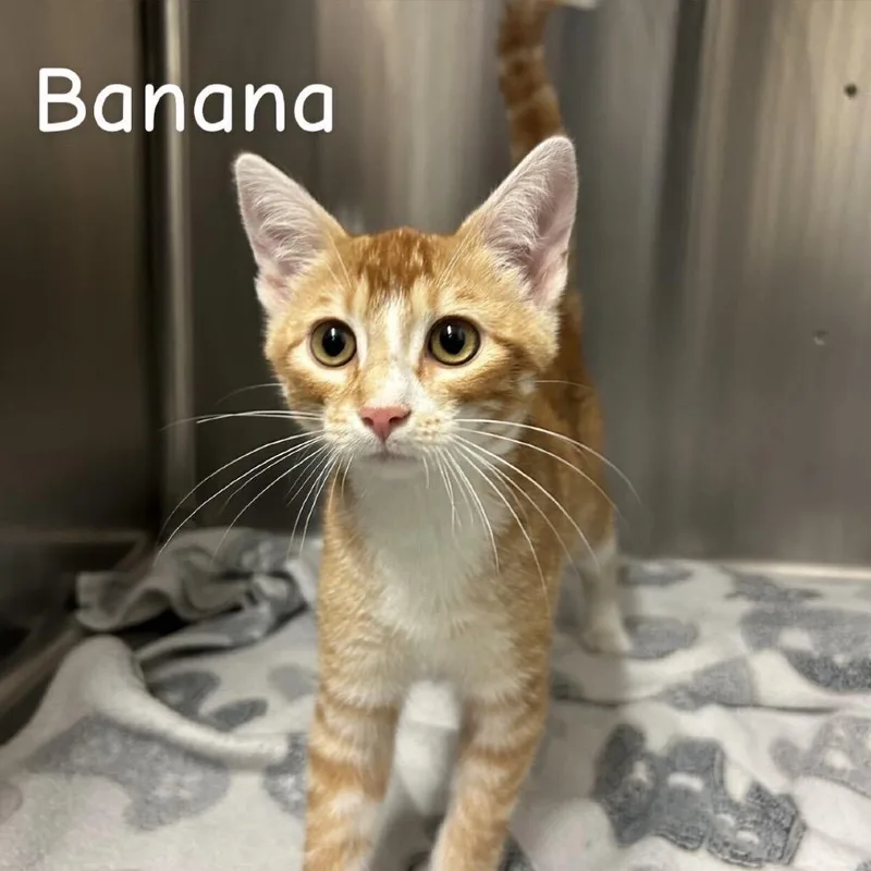 A baby small-sized male Orange / Red Domestic Short Hair cat named Banana for adoption in Buffalo, MN