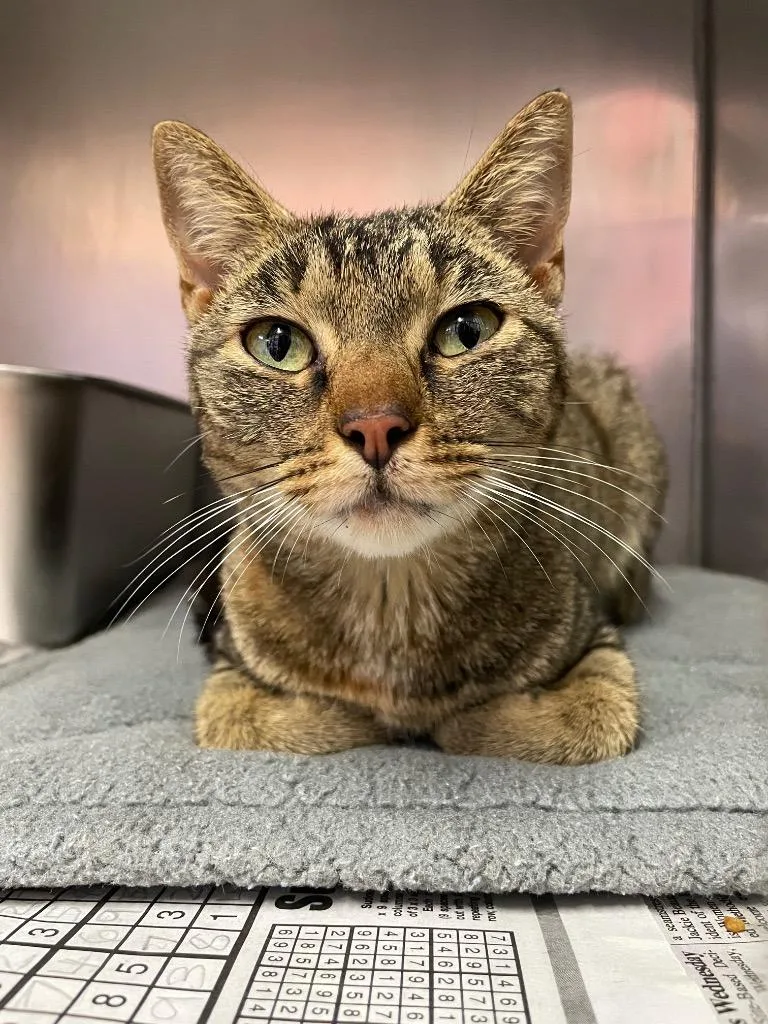 An adult medium-sized female Domestic Short Hair cat named Merry for adoption in Murray, KY