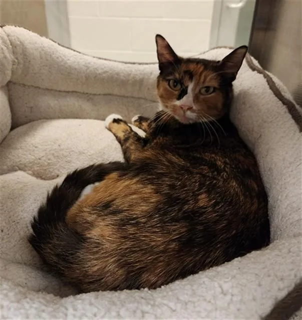 An adult medium-sized female Calico cat named Tosca A for adoption in Plano, TX