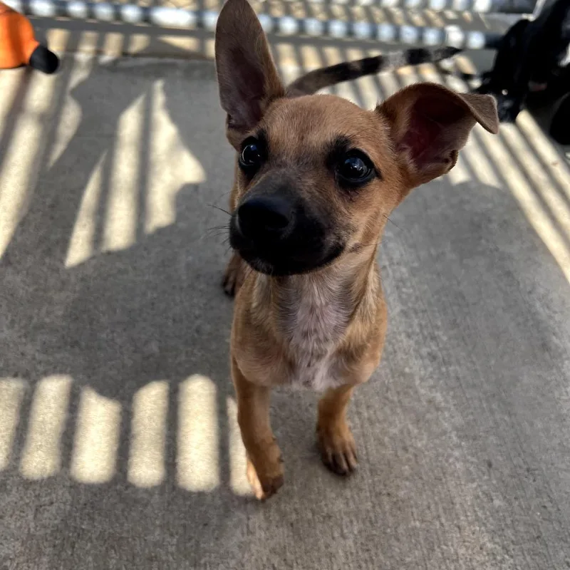 A baby small-sized male Brown / Chocolate Chihuahua dog named Gator for adoption in Monticello, IA