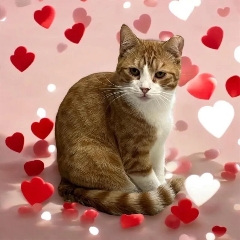 Pumpkin . thumbnail 2