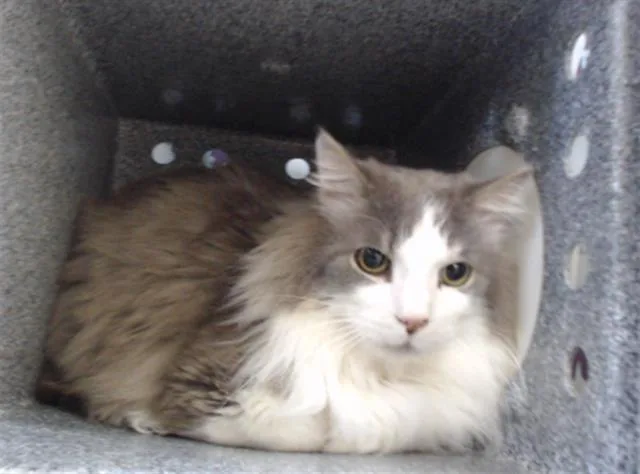A young small-sized male Domestic Long Hair cat named Milo for adoption in Orlando, FL