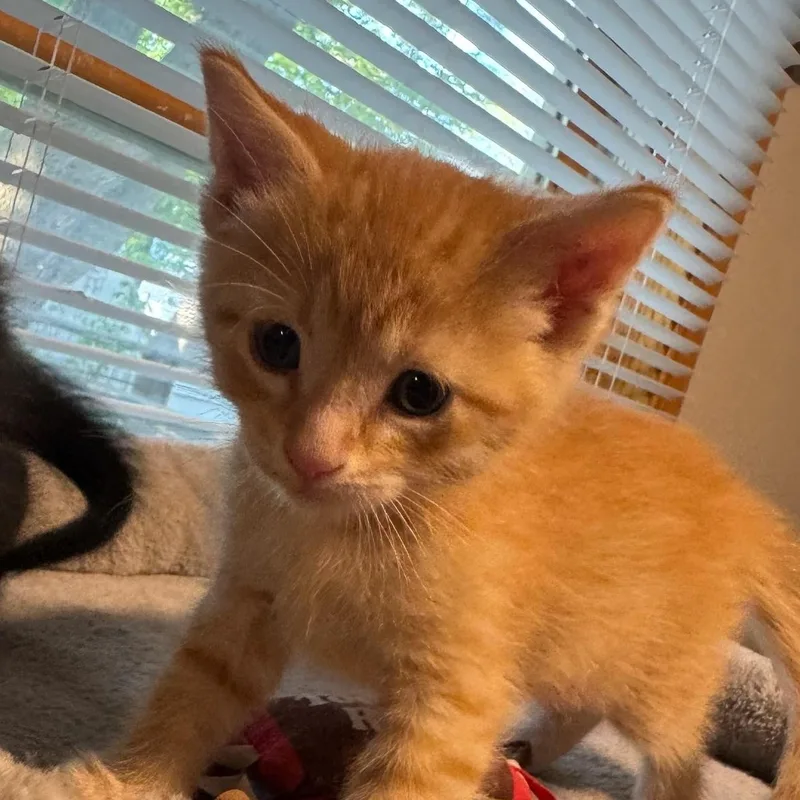 A baby medium-sized male Tabby (Orange / Red) Domestic Short Hair cat named Cadbury for adoption in Charles City, IA