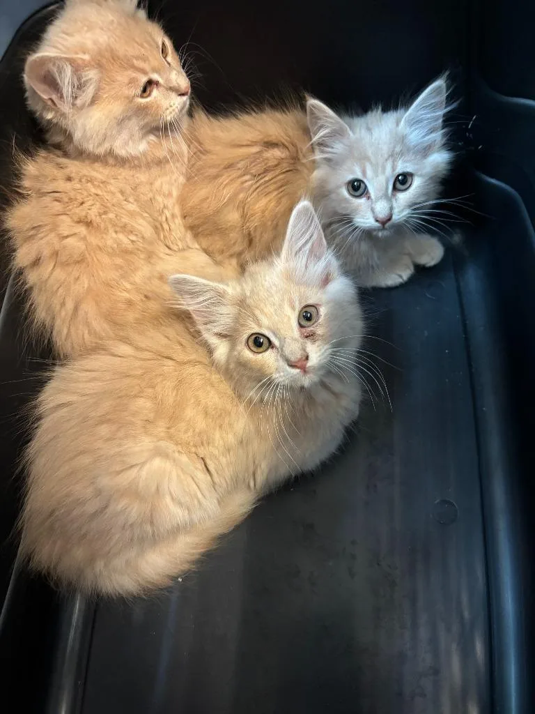A baby large-sized female Domestic Long Hair cat named Patriot for adoption in Little Elm, TX