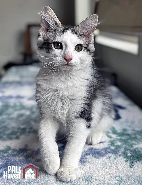 A baby small-sized male Domestic Medium Hair cat named Mason for adoption in Lodi, CA