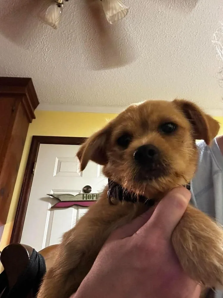 A baby medium-sized male Brown / Chocolate Cairn Terrier dog named Scorch for adoption in Pottstown, PA
