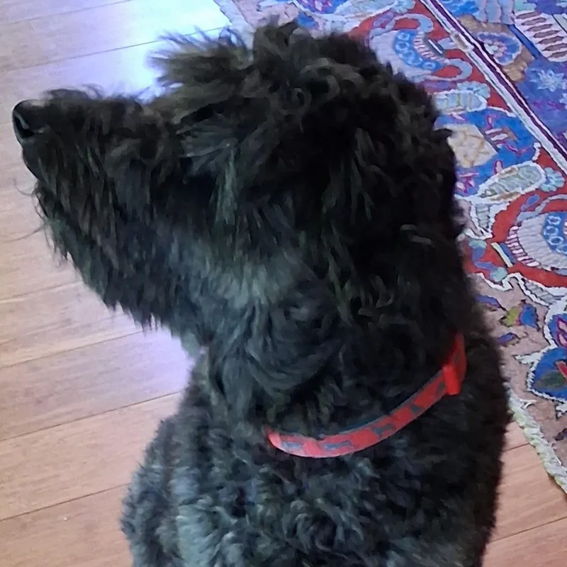 An adult medium-sized male Black Miniature Poodle dog named Darcy Courtesy Listing for adoption in Midland, MI