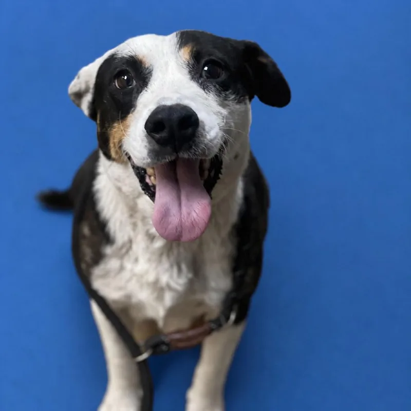 An adult medium-sized female White / Cream Cattle Dog dog named Mama Heffalump for adoption in Riverside, CA