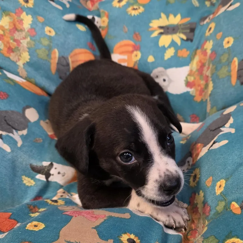 A baby medium-sized male Black Mixed Breed dog named Rocky for adoption in Greensboro, NC