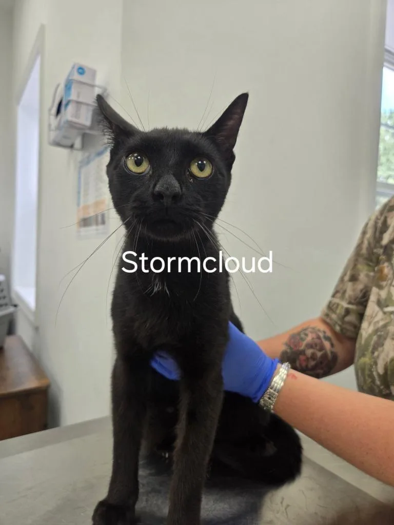An adult medium-sized male Domestic Short Hair cat named Storm Cloud for adoption in Cambridge, MD
