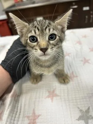 A baby small-sized male Domestic Short Hair cat named Dill Pickles for adoption in Largo, FL