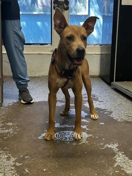 A young medium-sized male Pit Bull Terrier dog named Stanton for adoption in Mobile, AL