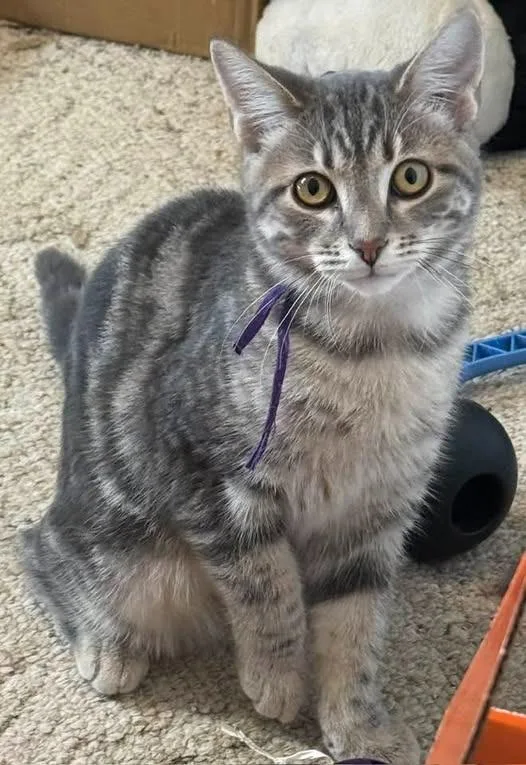 A baby small-sized female Domestic Short Hair cat named Marble for adoption in Kettering, OH