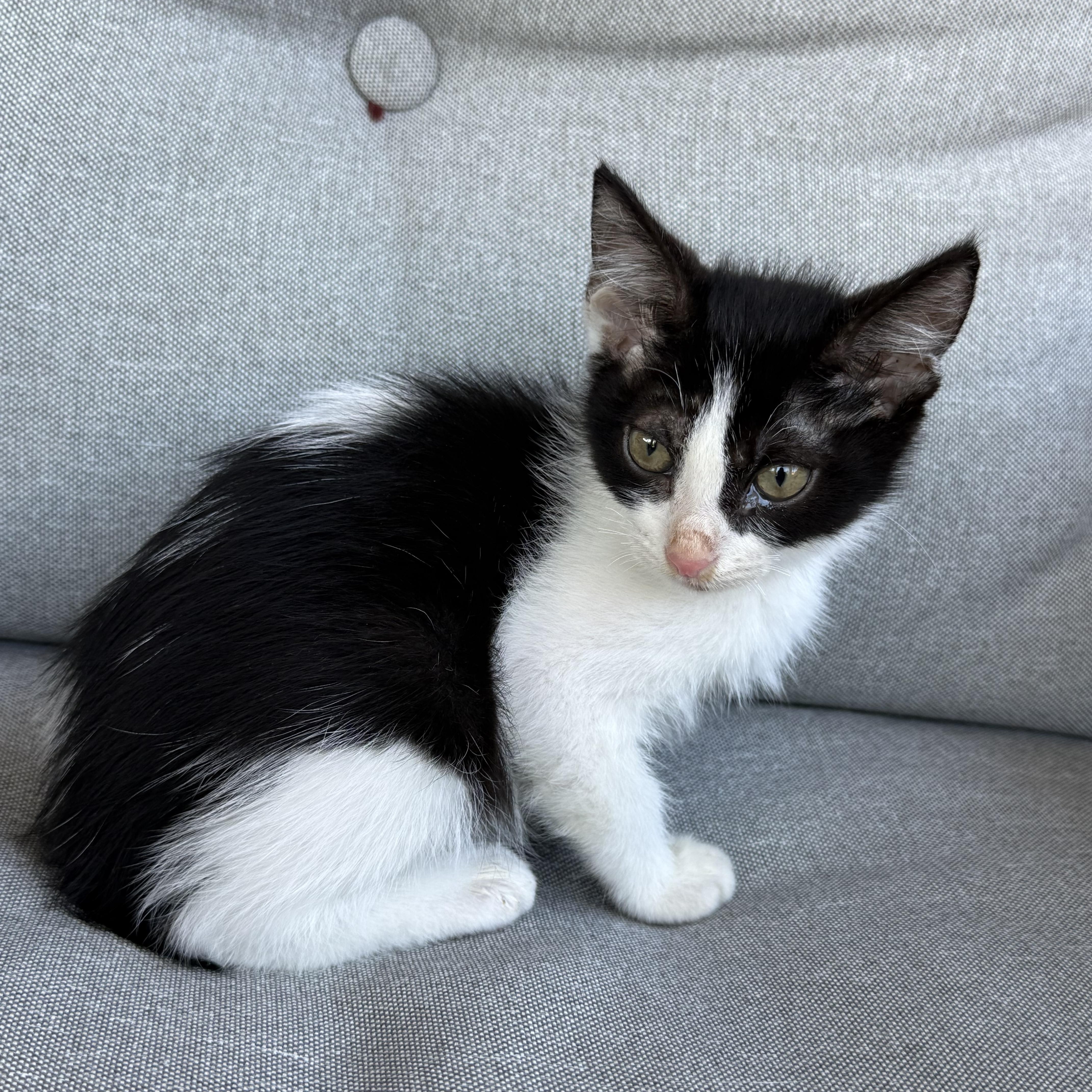 A baby medium-sized male Black & White / Tuxedo Domestic Short Hair cat named Carmelo for adoption in Houston, TX
