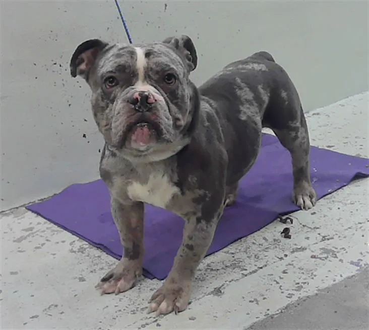 A young medium-sized male American Bulldog dog named Mylo for adoption in Houston, TX