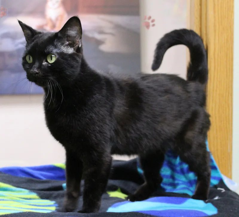 A young medium-sized female Domestic Short Hair cat named Tutu for adoption in Portage, WI