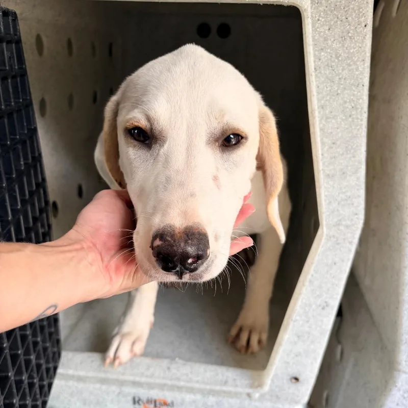A baby medium-sized female White / Cream Mixed Breed dog named Cricket for adoption in Saint Louis, MO