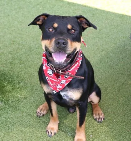 A young large-sized male Mixed Breed dog named Moon River for adoption in Athens, GA