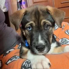 A baby medium-sized male Brown / Chocolate Shepherd dog named Baylor for adoption in Potomac, MD