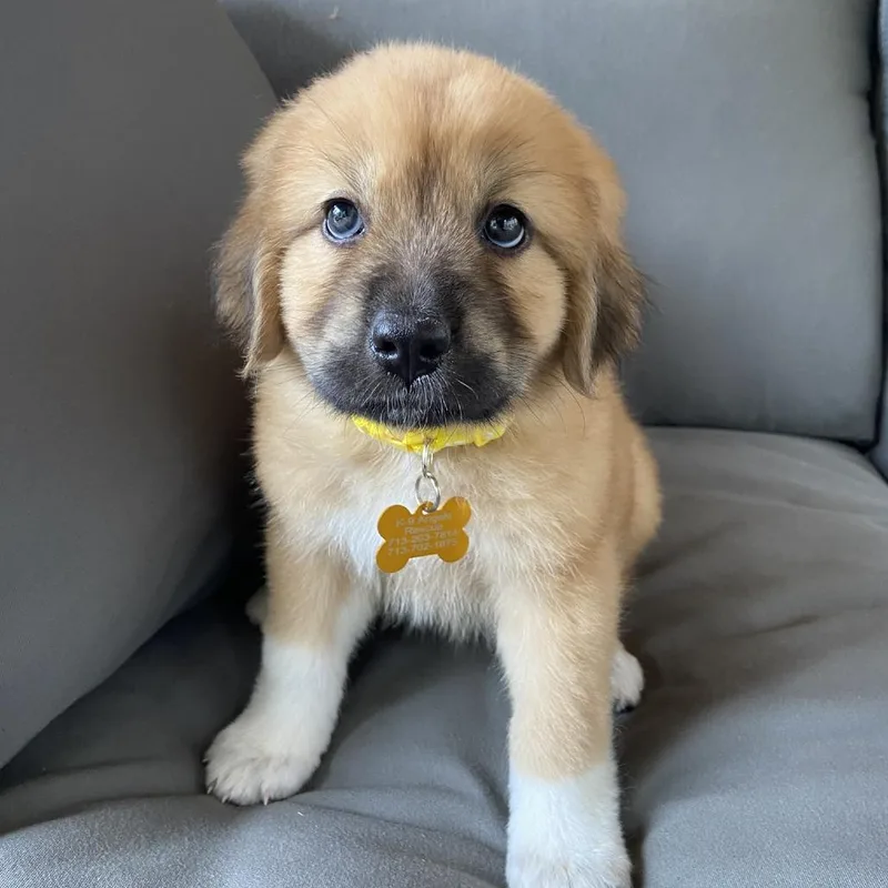 A baby small-sized female Brown / Chocolate Great Pyrenees dog named Bunny for adoption in Houston, TX