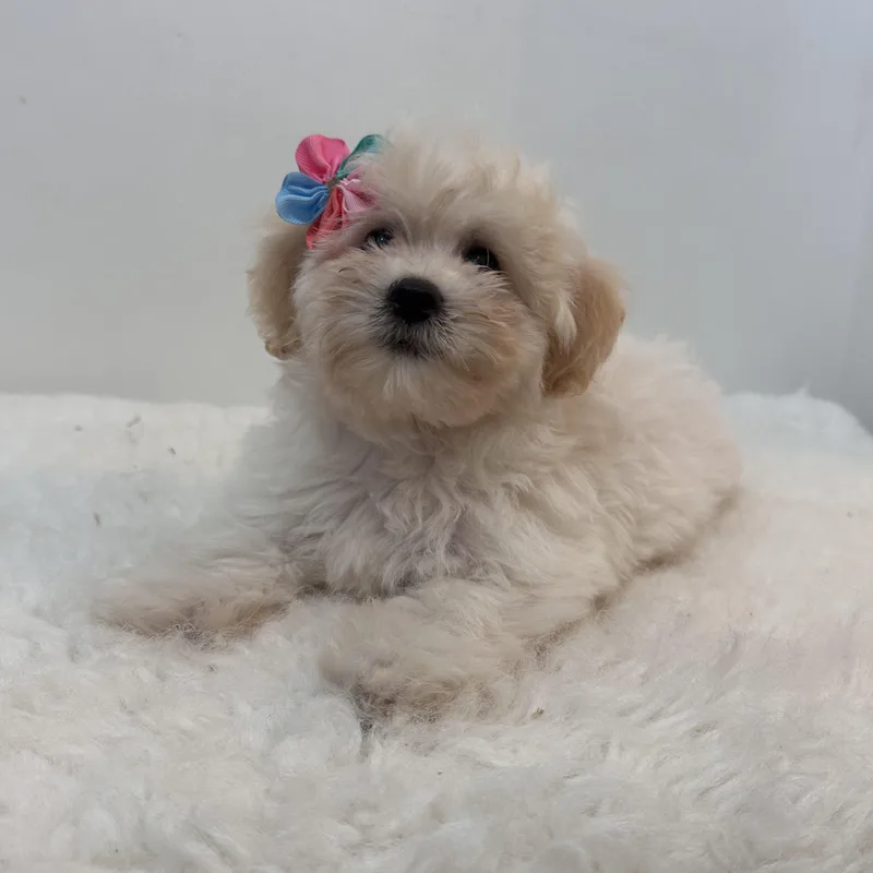 A baby small-sized female White / Cream Pomapoo dog named Pom Pom for adoption in Wrightstown, NJ