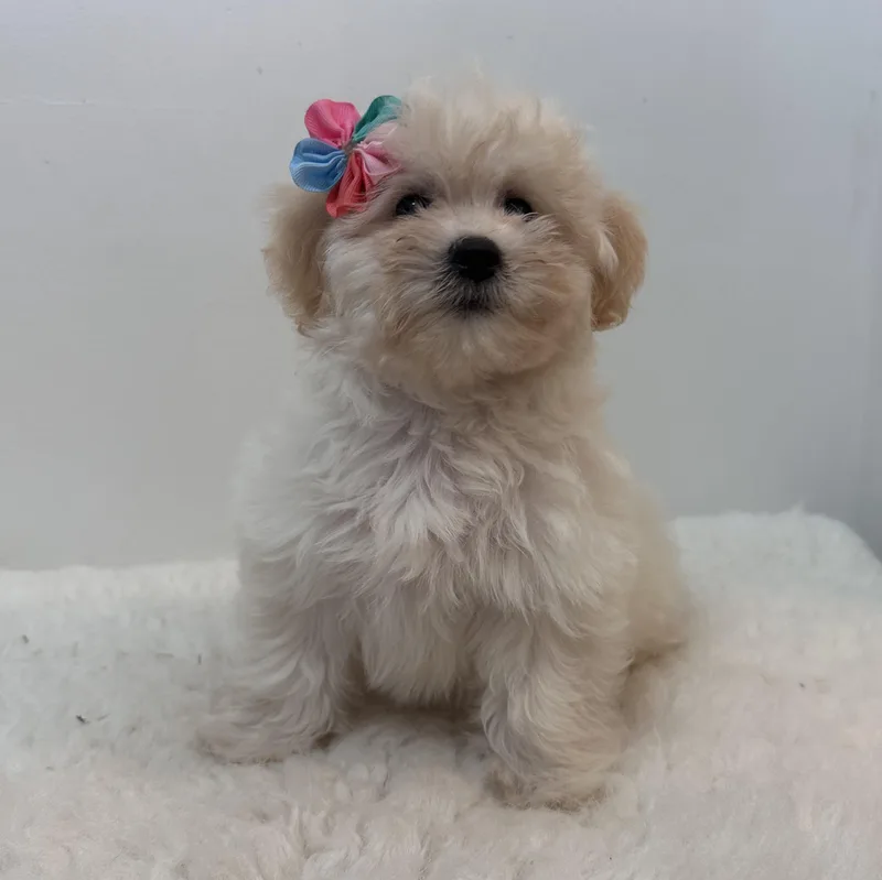 Pom Pom thumbnail 2