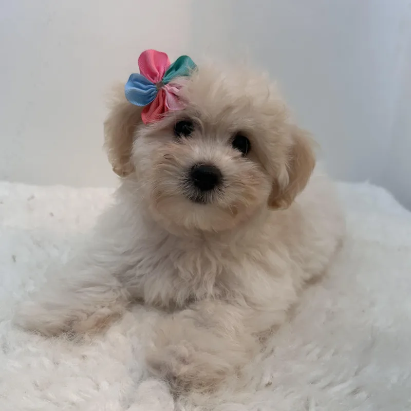 Pom Pom thumbnail 3