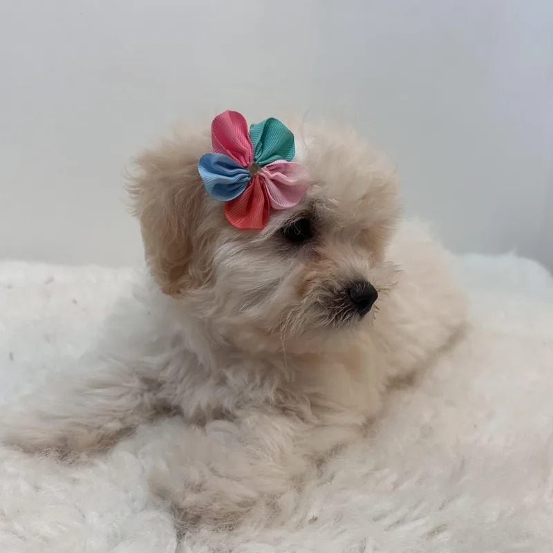 Pom Pom thumbnail 4
