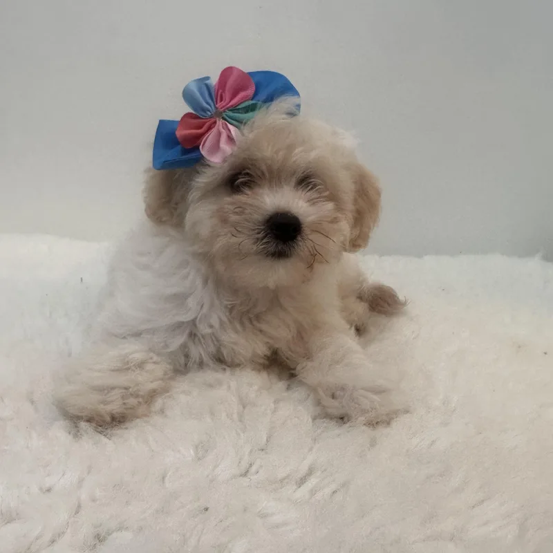 Pom Pom thumbnail 5