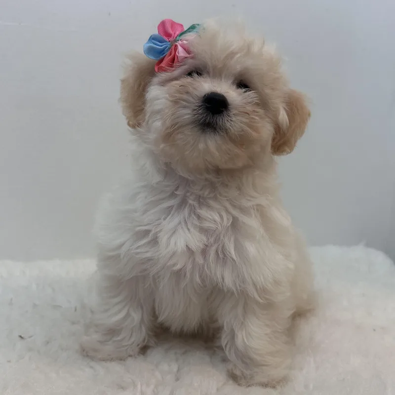 Pom Pom thumbnail 6
