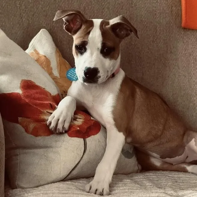 A baby medium-sized female Tricolor (Brown, Black, & White) Pit Bull Terrier dog named Cornichons for adoption in Columbia, SC