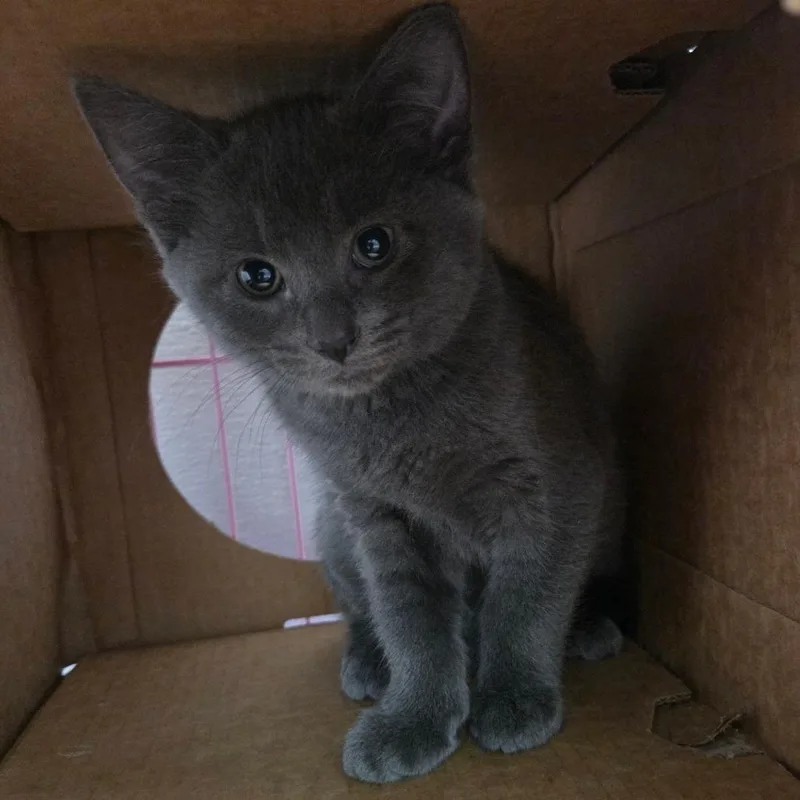 A baby small-sized female Black Domestic Short Hair cat named Tamra for adoption in Priest River, ID