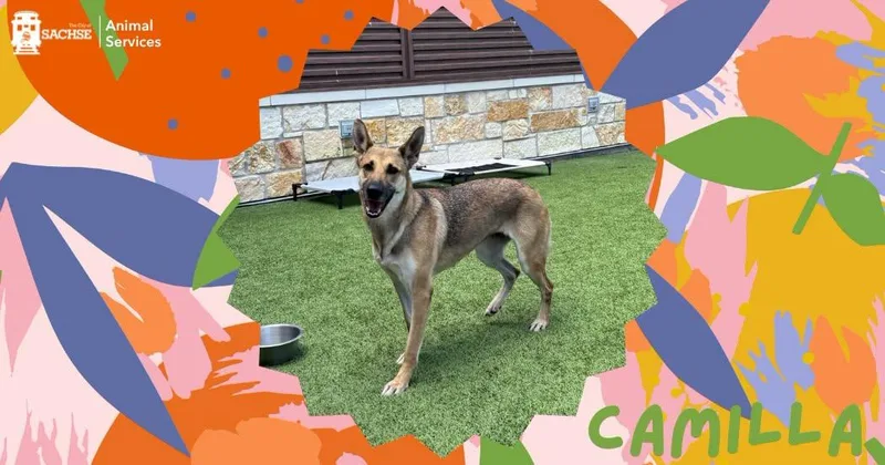 An adult medium-sized female Black German Shepherd Dog dog named Camilla for adoption in Sachse, TX