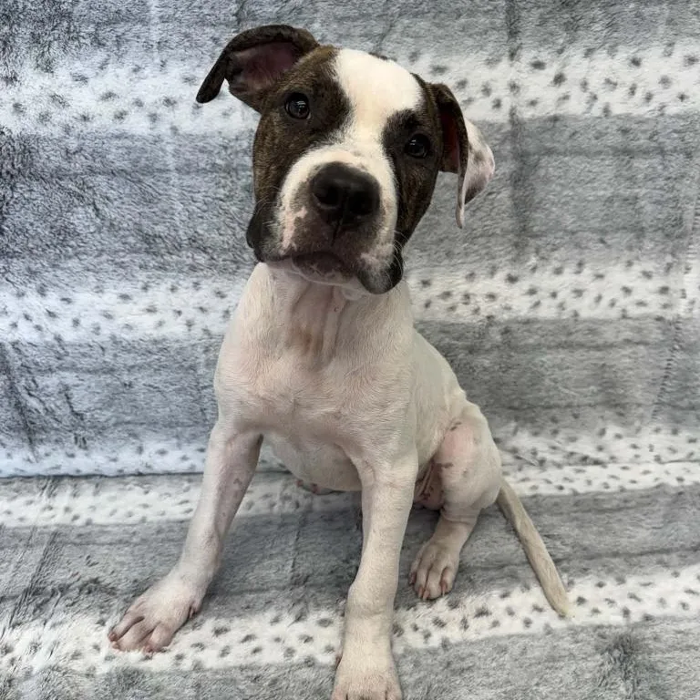 A baby large-sized male Brindle American Bulldog dog named Jovie for adoption in Benld, IL