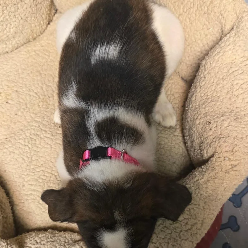 A baby medium-sized female Brindle Mixed Breed dog named Patch for adoption in Alexandria, VA
