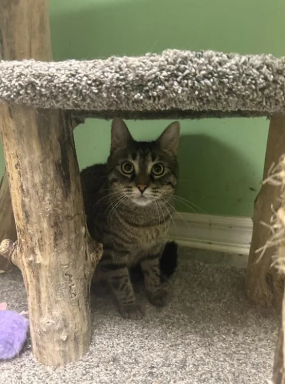 A young medium-sized female Tabby (Brown / Chocolate) Domestic Short Hair cat named Radish for adoption in Chicago, IL
