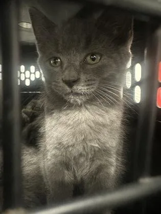 A baby small-sized female Domestic Short Hair cat named Aqua for adoption in West Chester, PA