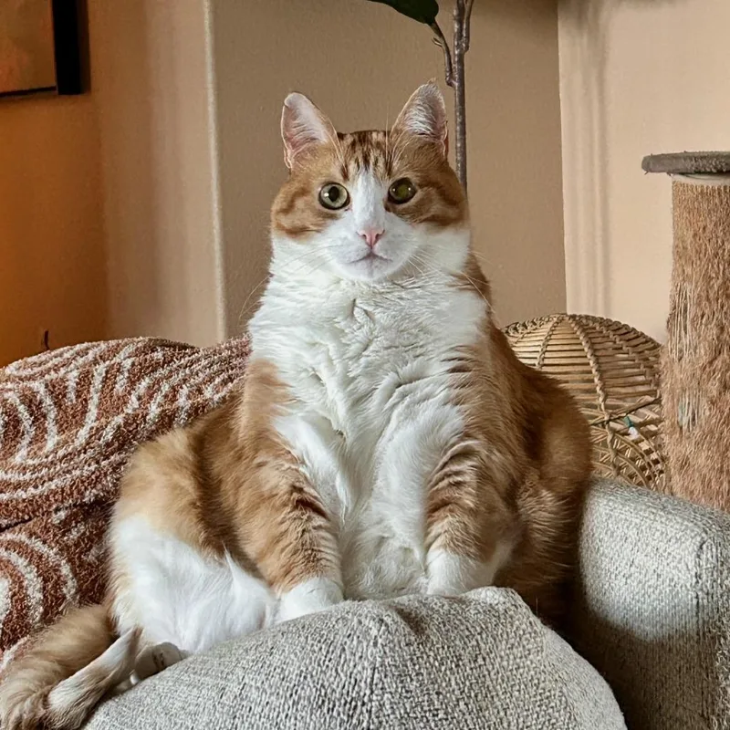 An adult small-sized female Orange / Red Domestic Medium Hair cat named Zucca for adoption in Lynchburg, VA