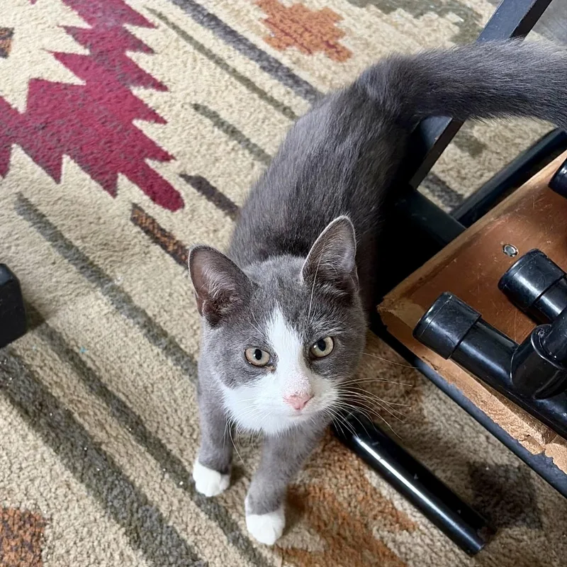 A baby small-sized male Gray & White Domestic Short Hair cat named Tailgater for adoption in Richmond, VA