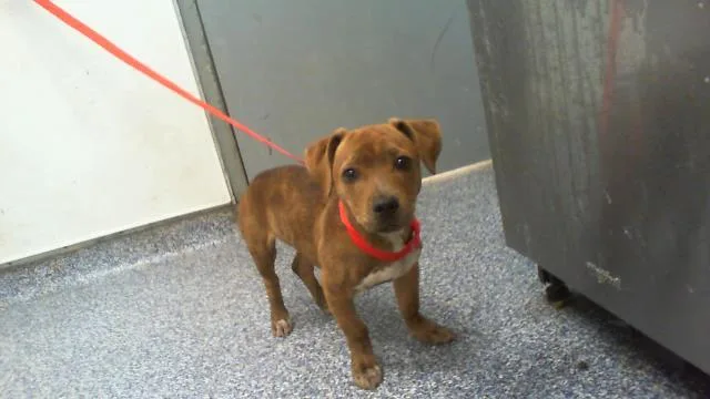 A baby small-sized male Pit Bull Terrier dog named Jb for adoption in Charlotte, NC