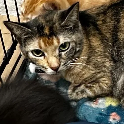 An adult medium-sized female Black Domestic Short Hair cat named Rorie for adoption in Gadsden, AL