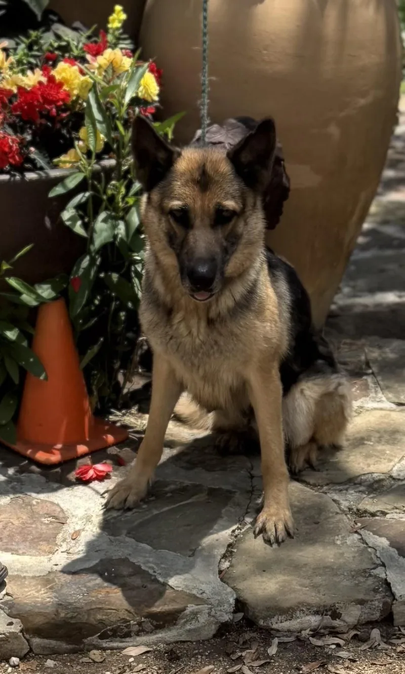 A young extra large-sized female Tricolor (Brown, Black, & White) German Shepherd Dog dog named Sheba for adoption in Brookeville, MD
