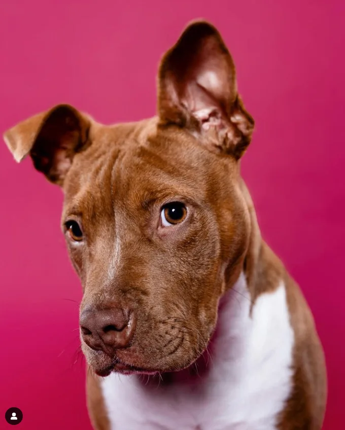 A young medium-sized female Pit Bull Terrier dog named Pudding for adoption in Rocklin, CA