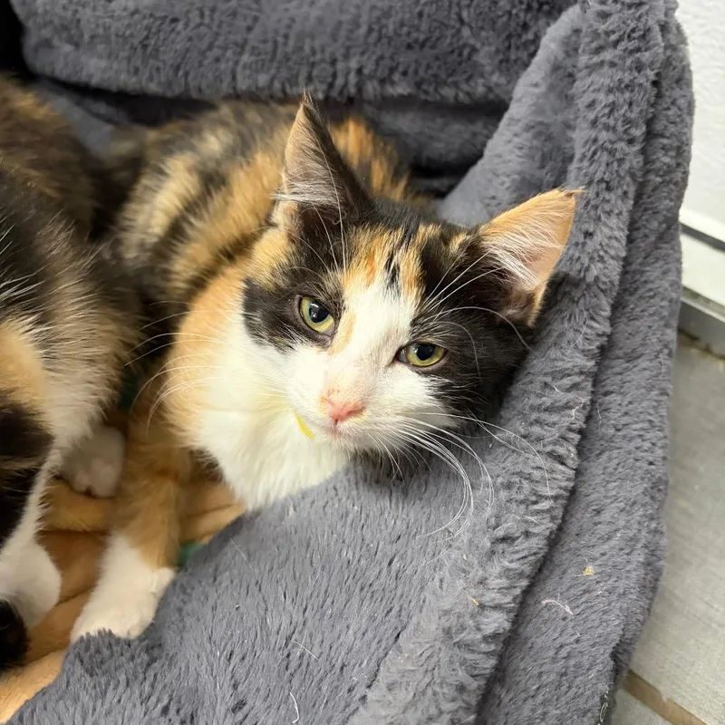 A baby small-sized female Calico Domestic Short Hair cat named Michelle for adoption in West Point, MS