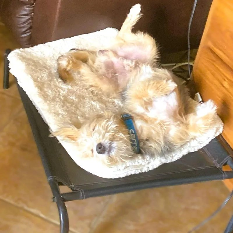 A young small-sized male Tricolor (Brown, Black, & White) Wheaten Terrier dog named Snickerdoodle for adoption in tracy, CA
