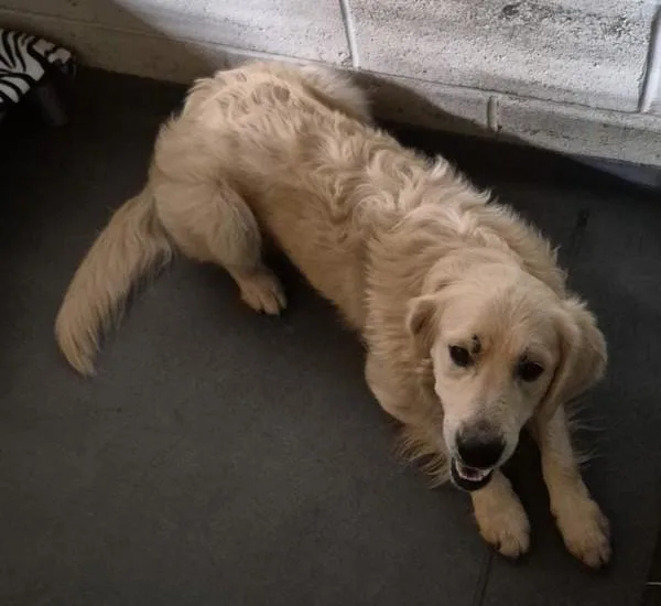 An adult large-sized male Golden Retriever dog named a Cider for adoption in Dallas, GA